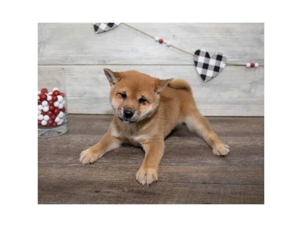 Shiba Inu DOG Female Red 4038 Petland Mall of Georgia