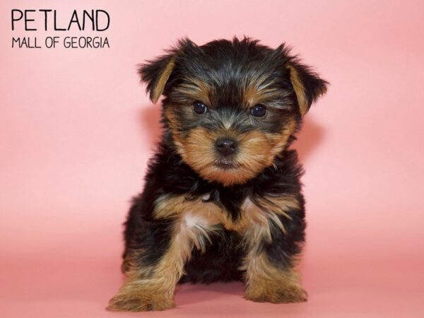 Yorkshire Terrier DOG Female Black / Tan 4051 Petland Mall of Georgia