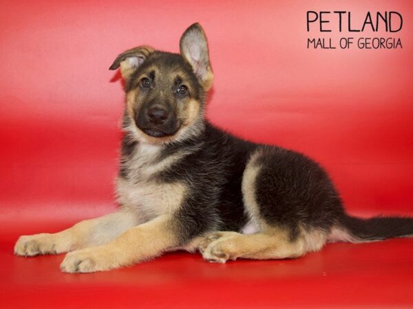 German Shepherd Dog DOG Male Black / Tan 4046 Petland Mall of Georgia