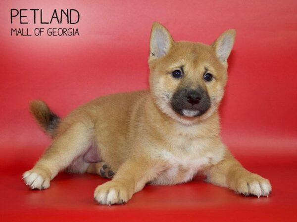 Shiba Inu DOG Male RED 4035 Petland Mall of Georgia