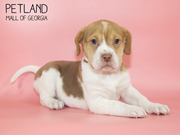 Miniature Walrus-DOG-Female-Black Tri-4026-Petland Mall of Georgia