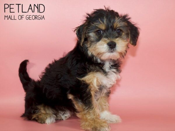 Shorkie DOG Female Black / Tan 4067 Petland Mall of Georgia