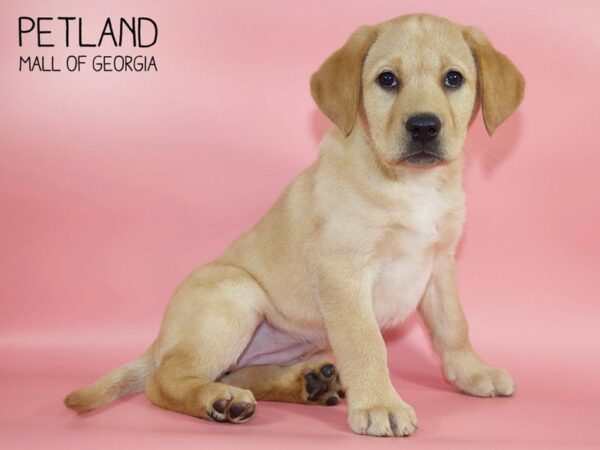 Labrador Retriever DOG Female Red 4060 Petland Mall of Georgia