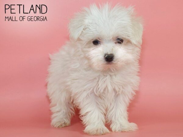 Maltese DOG Female WHITE 4059 Petland Mall of Georgia