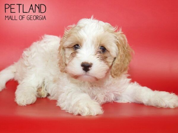 Cavachon DOG Male BLENHIEM 4058 Petland Mall of Georgia