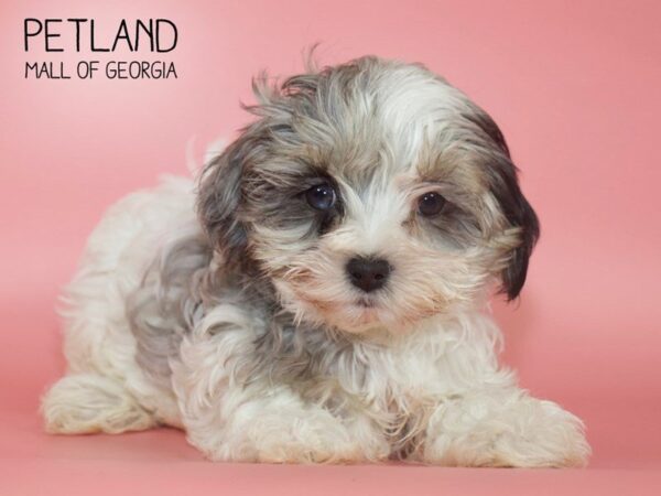 Silky Cocker-DOG-Female-BLUE MERLE-4082-Petland Mall of Georgia