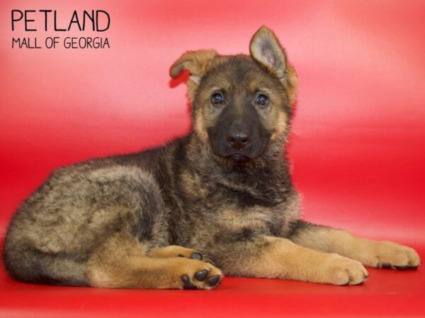 German Shepherd DOG Male Sable 4080 Petland Mall of Georgia