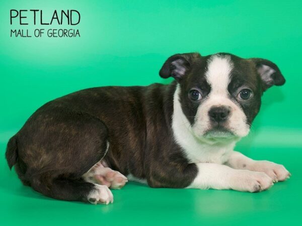 Boston Terrier DOG Male BLK WH 4107 Petland Mall of Georgia