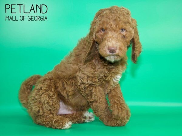 Goldendoodle DOG Male Red 4100 Petland Mall of Georgia