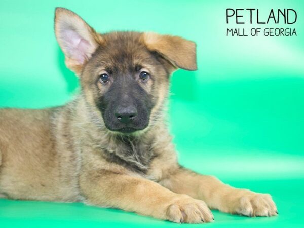 German Shepherd DOG Male Black & Tan 4120 Petland Mall of Georgia