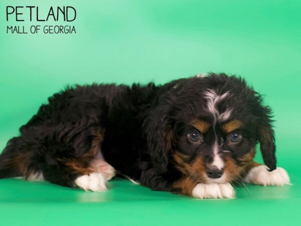 Miniature Bernese Mountain Dog-DOG-Male-Tri-4123-Petland Mall of Georgia