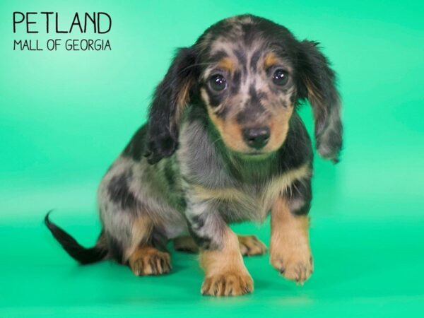 Dachshund DOG Female SILVER DAPPLE 4129 Petland Mall of Georgia