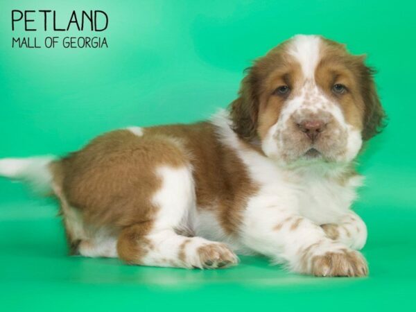 Miniature Hippo-DOG-Male-RED WHITE-4130-Petland Mall of Georgia