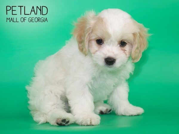 Cavachon DOG Female Blenheim 4161 Petland Mall of Georgia