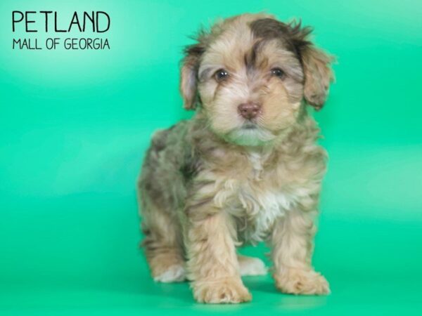 Yorkiepoo DOG Female CHOC MERLE 4149 Petland Mall of Georgia