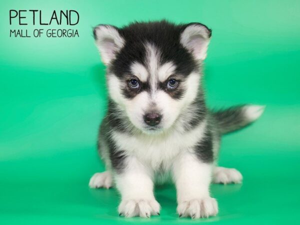 Pomsky-DOG-Female-BLK WH-4148-Petland Mall of Georgia