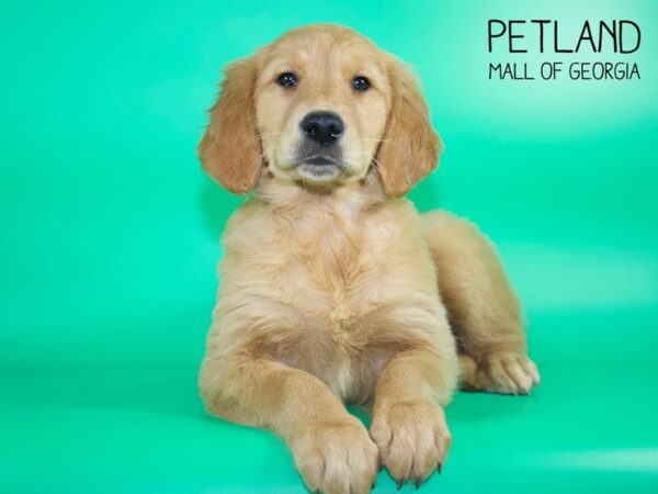 Golden Retriever DOG Female Golden 4145 Petland Mall of Georgia