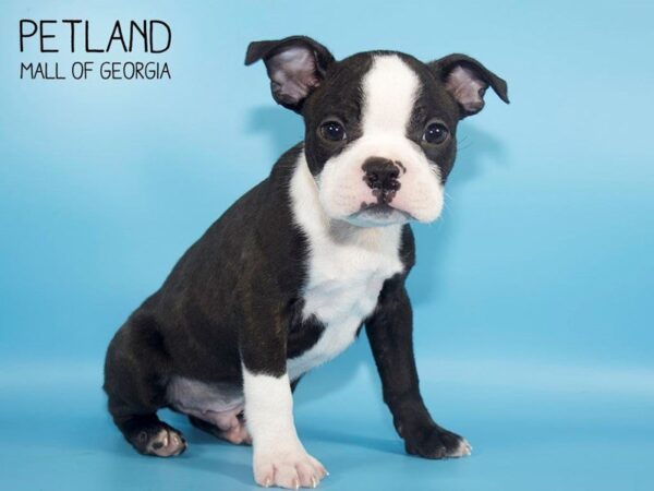 Boston Terrier DOG Male Black Brindle / White 4163 Petland Mall of Georgia