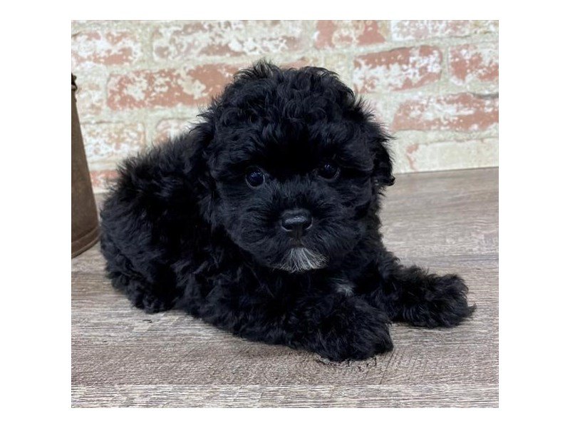 Poodle Puppy Black ID:4197 Located at Petland Mall of Georgia