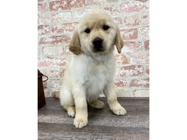 Golden Retriever DOG Female Golden 4202 Petland Mall of Georgia