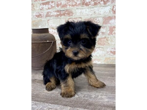 Yorkshire Terrier DOG Male Black / Gold 4217 Petland Mall of Georgia