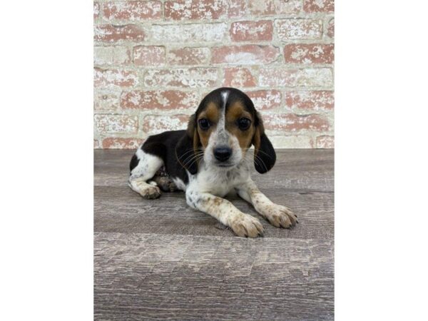 Beagle DOG Male Black / Tan 4220 Petland Mall of Georgia