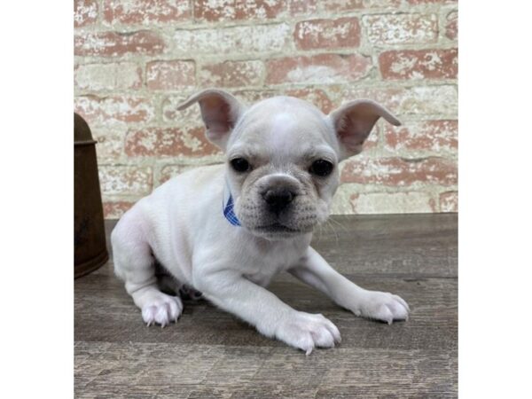 French Bulldog DOG Female Cream 4221 Petland Mall of Georgia