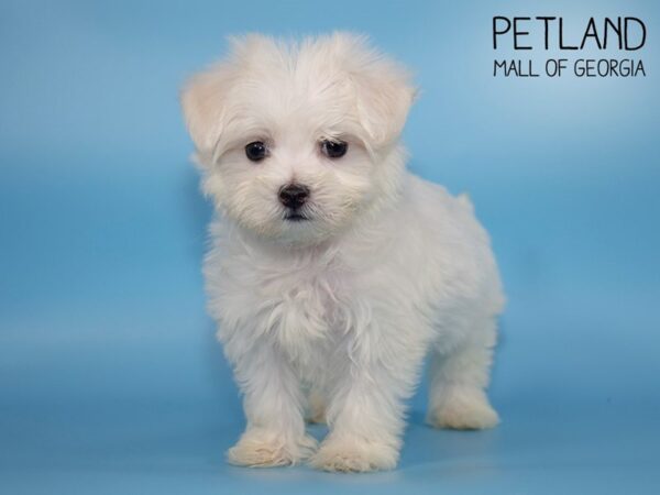 Maltipoo DOG Male White 4213 Petland Mall of Georgia