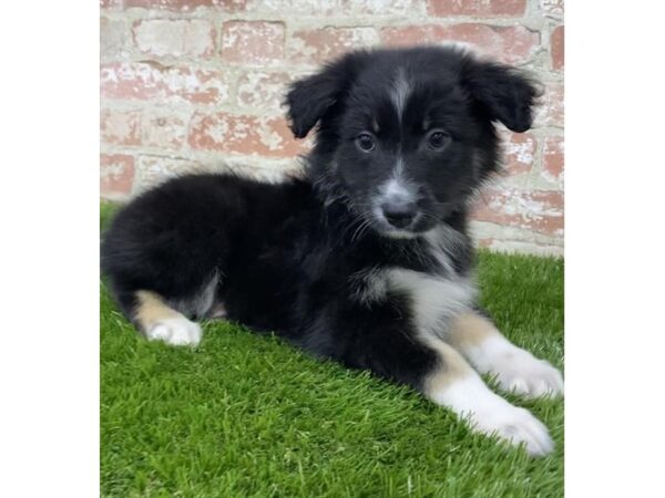 Australian Shepherd DOG Female Black 4239 Petland Mall of Georgia