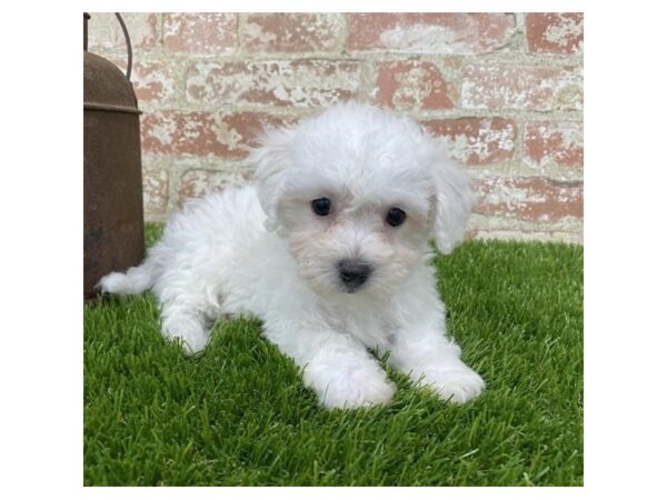 Bichon Frise DOG Male White 4240 Petland Mall of Georgia