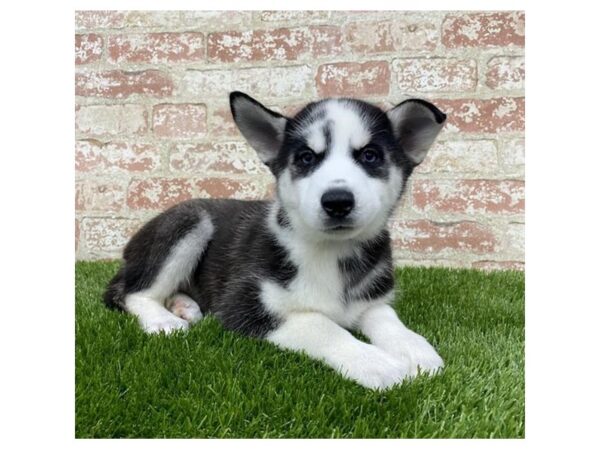 Siberian Husky DOG Female Black / White 4242 Petland Mall of Georgia