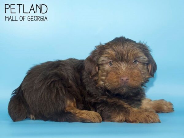 Yorkshire Terrier DOG Male CHOC TAN 4232 Petland Mall of Georgia