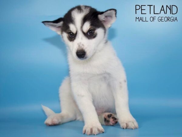 Huskimo-DOG-Male-blk white-4229-Petland Mall of Georgia