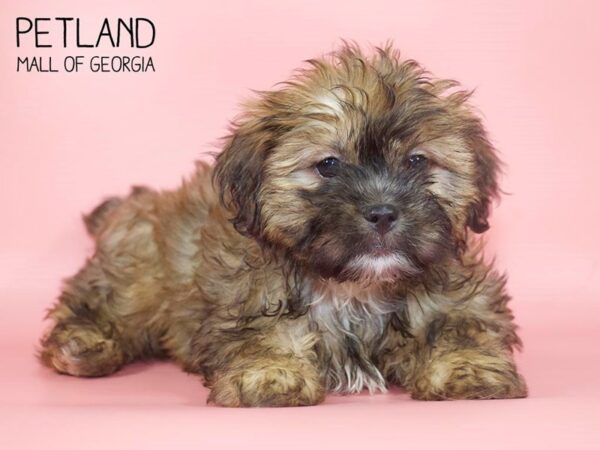 Shorkie DOG Female beige 4227 Petland Mall of Georgia