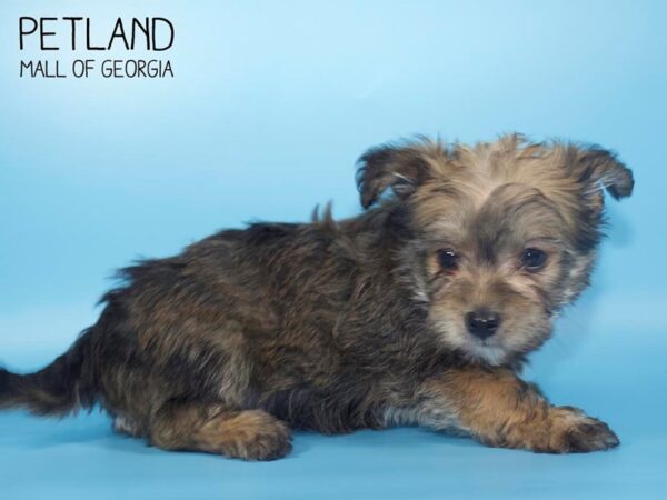 Morkie DOG Male beige 4226 Petland Mall of Georgia