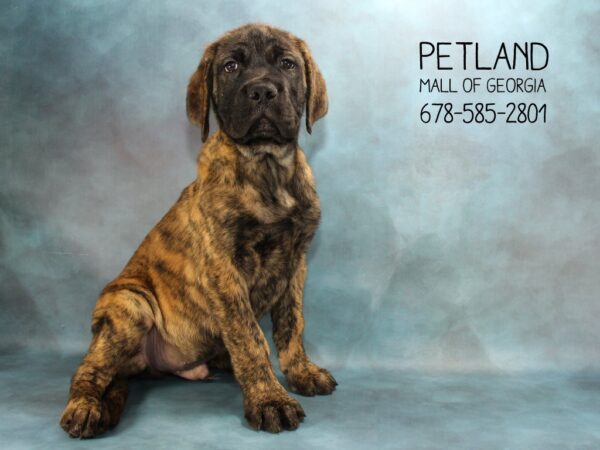 Many Massive Mastiff Puppy Facts