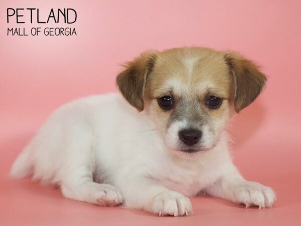 Jackiechon-DOG-Female-White-4266-Petland Mall of Georgia