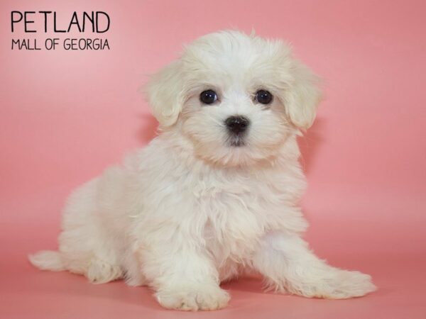 Maltese DOG Female White 4264 Petland Mall of Georgia