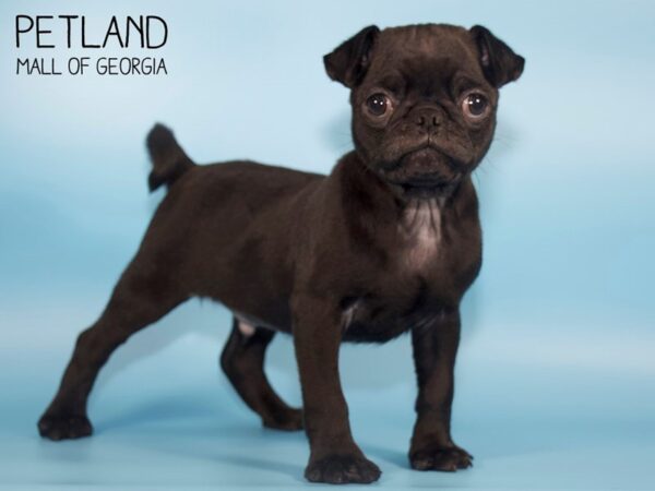 Pug DOG Male Black 4260 Petland Mall of Georgia