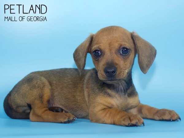 Dachshund DOG Male Wild Boar 4254 Petland Mall of Georgia