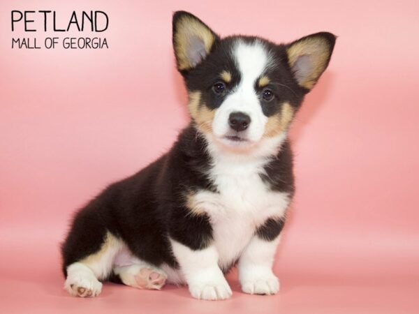 Pembroke Welsh Corgi DOG Female TRI 4249 Petland Mall of Georgia