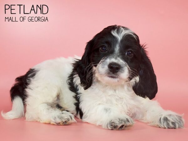 Cocker Spaniel DOG Female BLK WH 4248 Petland Mall of Georgia