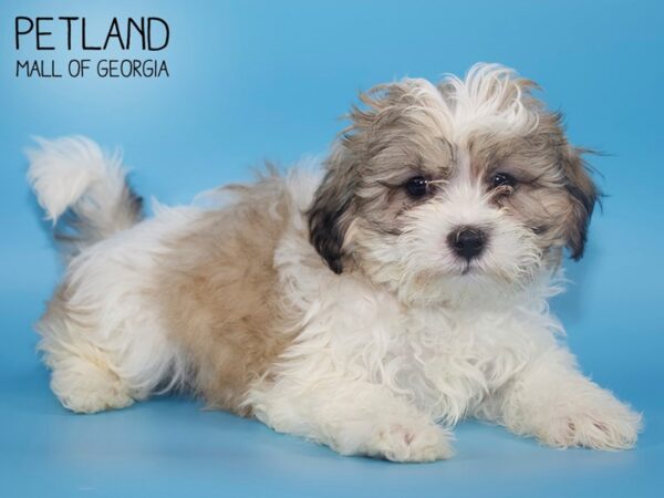 Teddy Bear DOG Male BRN WH 4247 Petland Mall of Georgia