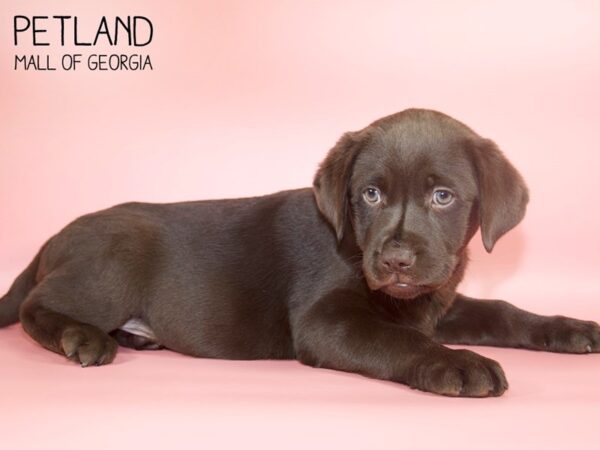 Labrador Retriever DOG Female Chocolate 4244 Petland Mall of Georgia