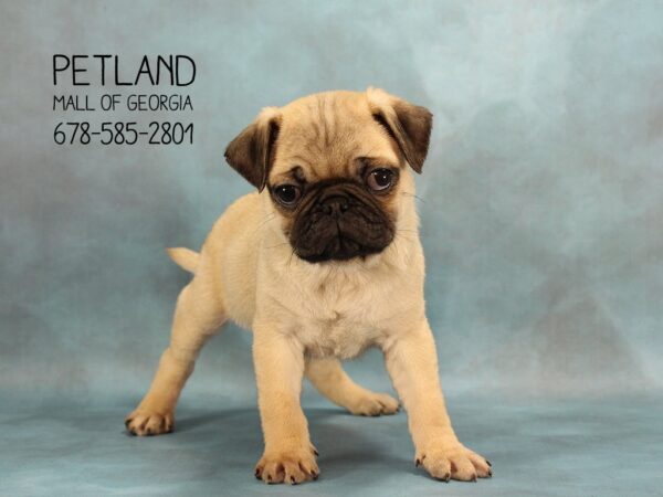 5 Tips for Healthy Pug Puppies