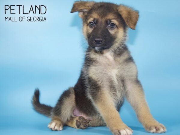 German Shepherd DOG Male Black / Tan 4295 Petland Mall of Georgia