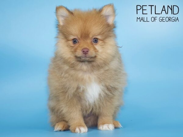 Pomeranian DOG Male Red Sable 4292 Petland Mall of Georgia