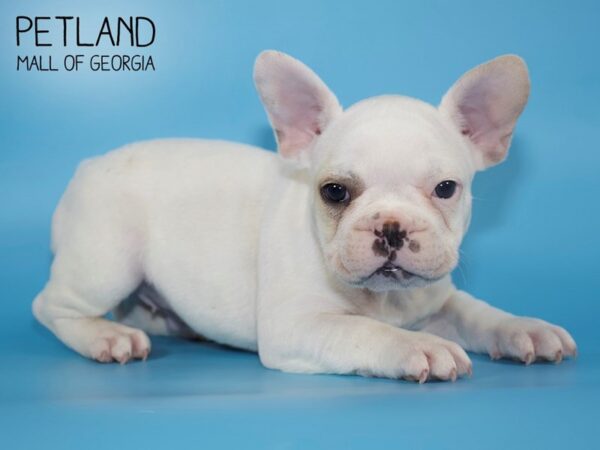 French Bulldog DOG Male White 4288 Petland Mall of Georgia