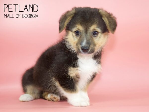 Pembroke Welsh Corgi DOG Female Tri-Colored 4286 Petland Mall of Georgia