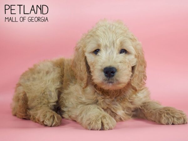 Goldendoodle DOG Female Red 4275 Petland Mall of Georgia